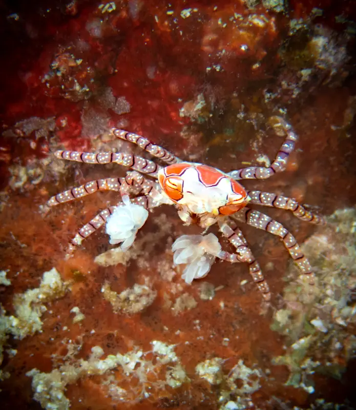 Boxing crab - Pulau Weh